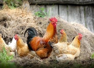 A proud rooster standing among his hens in a farmyard