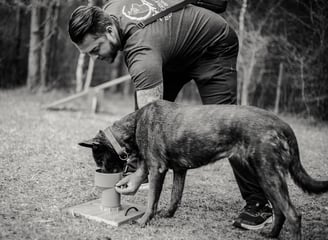 Une chien en pleine recherche pendant une séance de Nosework