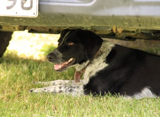 Grace's Dog, Murchison, New Zealand 2024