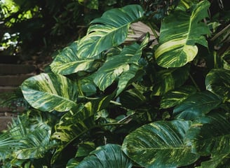 Mature Epipremnum aureum leaves with fenestrations