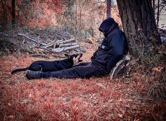 Un chien de sauvetage en surface indiquant la présence d'une victime dans un bois