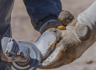 Worker performing hoof trimming using hoof care tools