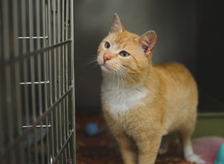 Chat dans un cabinet vétérinaire à Bruxelles