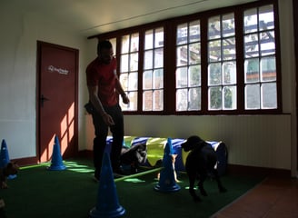 Escuela Canina ñuñoa