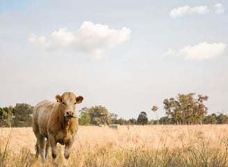 Krowa na pastwisku, symbol występujący na produktach Weihs Livestock.