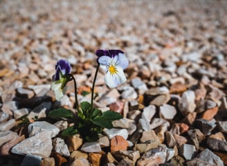 MCYPAA flower