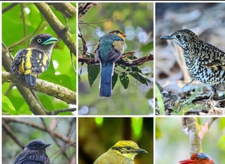 West Java Birding tour 11D / 10N