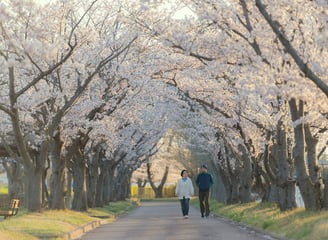 promenade dans un parc