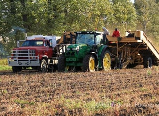 Red potato truck, green tractor, and conveyor belt harvesting organic potatoes in a Canadian field