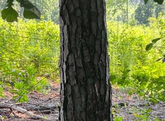 beautiful surveying of fence line