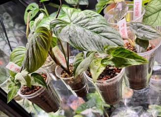 a bunch of plants in a glass case