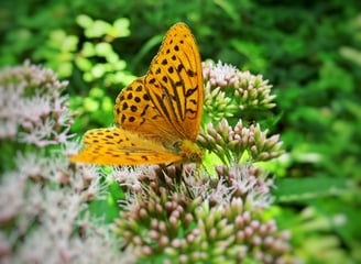 Schmetterling