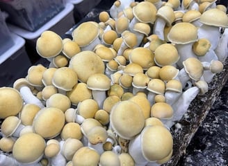 Jerome spores