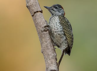  A Little Grey Woodpecker clings to the trunk of a tree, its grey and white speckled feathers blendi