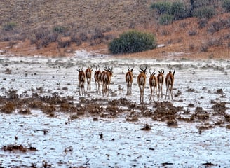Springboks in the Kalahari during the first downpour of the season