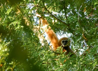 Gibbon, Chumphon