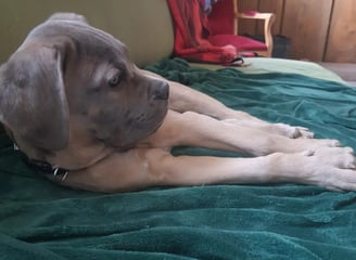 pension canine instinct de meute