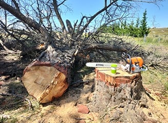 Pine tree removal