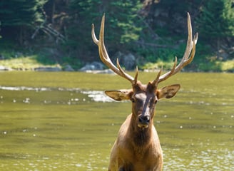 Un cerf qui sort de l'eau