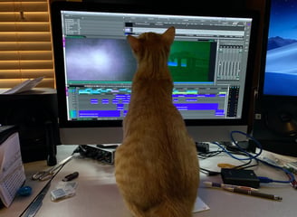 AVID editing with Cheddar the Cat