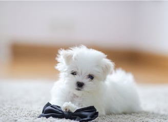 maltese puppies for sale in chicago illinois