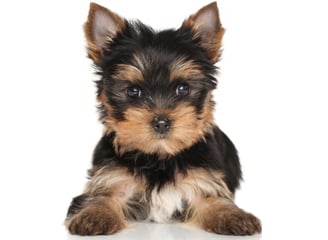 yorkie puppies for sale