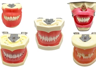 teeth model