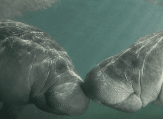 Two Florida Manatees nose to nose as the sun shines down on them.