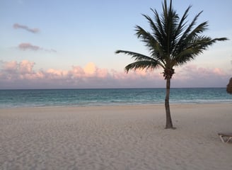 a palm tree on the beach with a chair and umbrella