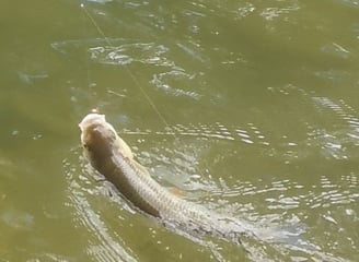 pêche à la nymphe