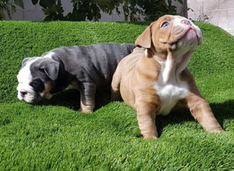 English Bulldog