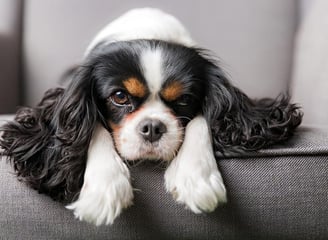 King charles
