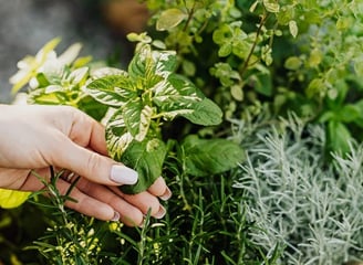 a person holding a bunch of herbs for Habu secrets cream