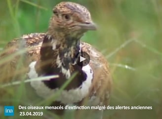 Pesticides oiseaux biodiversité menacé extinction