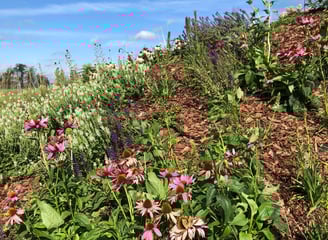 ogród bylinowy, projektowanie ogrodów naturalnych, architektura krajobrazu