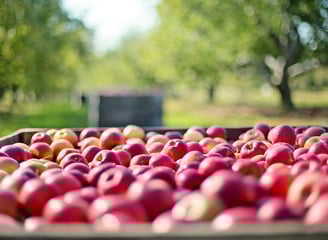 a crate of apples in a crate of apples