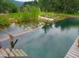 Piscine naturelle avec terrasse en bois et plantes aquatiques