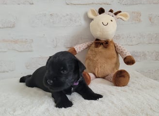 Chiot Schnauzer et sa girafe