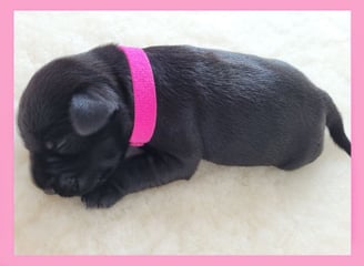 Chiot élevage Diamants Noirs d'Also