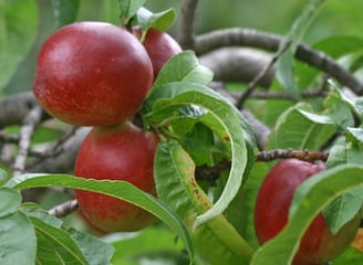 a bunch of apples are shown on a tree branch