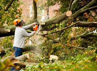 a man is cutting down a tree branch