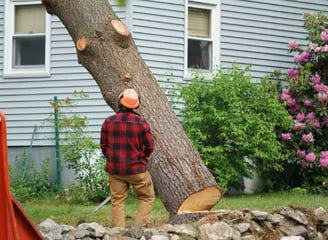 a man is cutting down a tree with a chainsaw