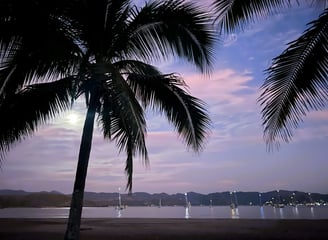 a palm tree with a full moon in the background