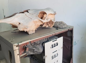 an old abandoned fuel pump with a bovine skull on top of it