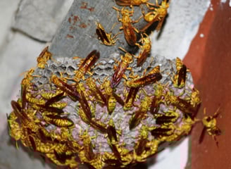 nid de guêpes
