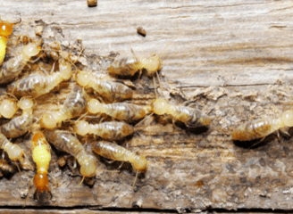 termites