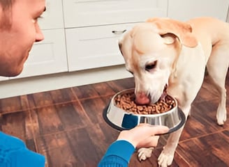 Perro comiendo