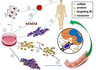 # The Promise of mRNA Therapeutics for Inherited Neurological Diseases: A New Frontier in Medicine