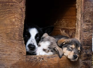 préparer l'arrivé d'un chiot avec un éducateur canin à Bayonne, anglet ou Biarritz