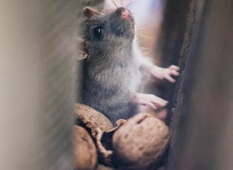 rat noir